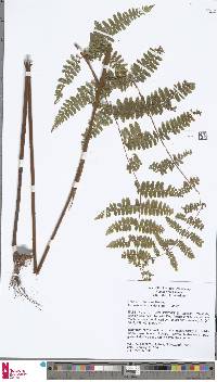 Dennstaedtia scandens image