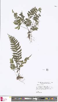 Hymenasplenium obscurum image