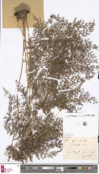 Image of Odontosoria chinensis