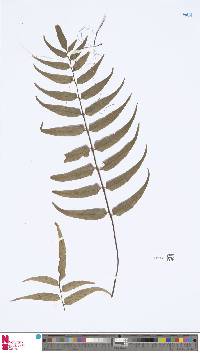 Image of Asplenium juglandifolium
