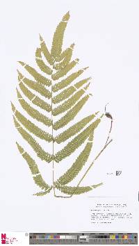 Pteris aspericaulis image