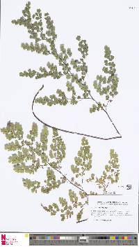 Adiantum venustum image