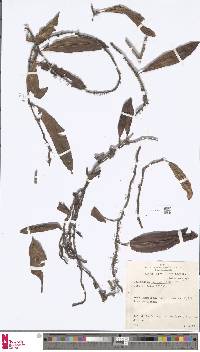 Image of Microgramma geminata