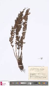 Image of Polystichum pycnolepis