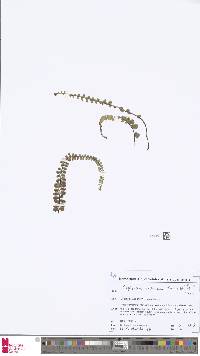 Image of Asplenium castaneum