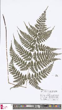 Dryopteris sparsa subsp. rectipinnula image