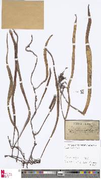 Image of Pyrrosia longifolia