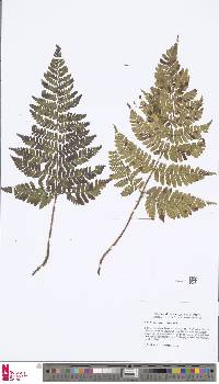 Dryopteris squamiseta image