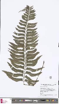 Hymenasplenium obscurum image