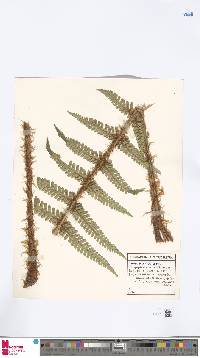 Dryopteris borreri image