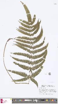 Pteris aspericaulis image