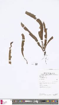Image of Elaphoglossum curvans