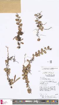 Pyrrosia nummulariifolia image