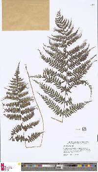 Athyrium drepanopterum image