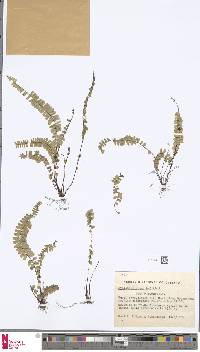 Image of Asplenium monanthes