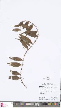 Image of Microgramma dictyophylla