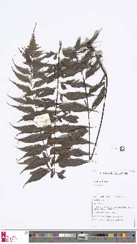 Asplenium adiantum-nigrum subsp. adiantum-nigrum image