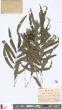 Image of Pteris balansae