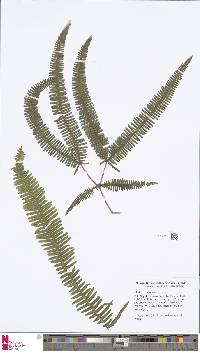 Image of Dicranopteris linearis