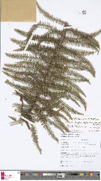 Image of Diplopterygium longissimum
