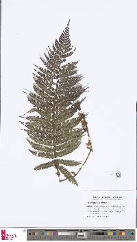 Image of Polystichum longipaleatum