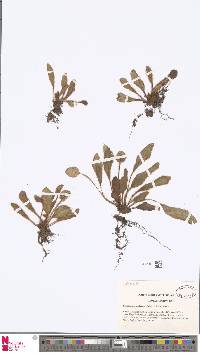 Image of Elaphoglossum hayesii