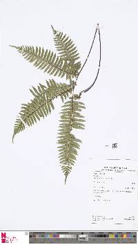 Adiantum decoratum image