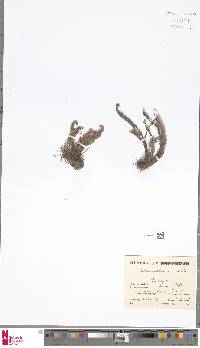 Oeosporangium pulchellum image
