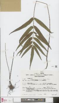 Lindsaea ensifolia image