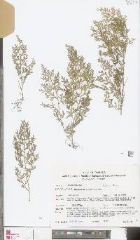 Selaginella minutifolia image