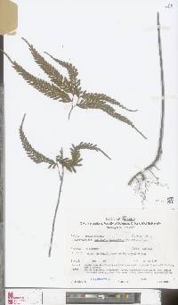 Selaginella inaequalifolia image