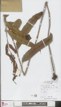 Acrostichum speciosum image