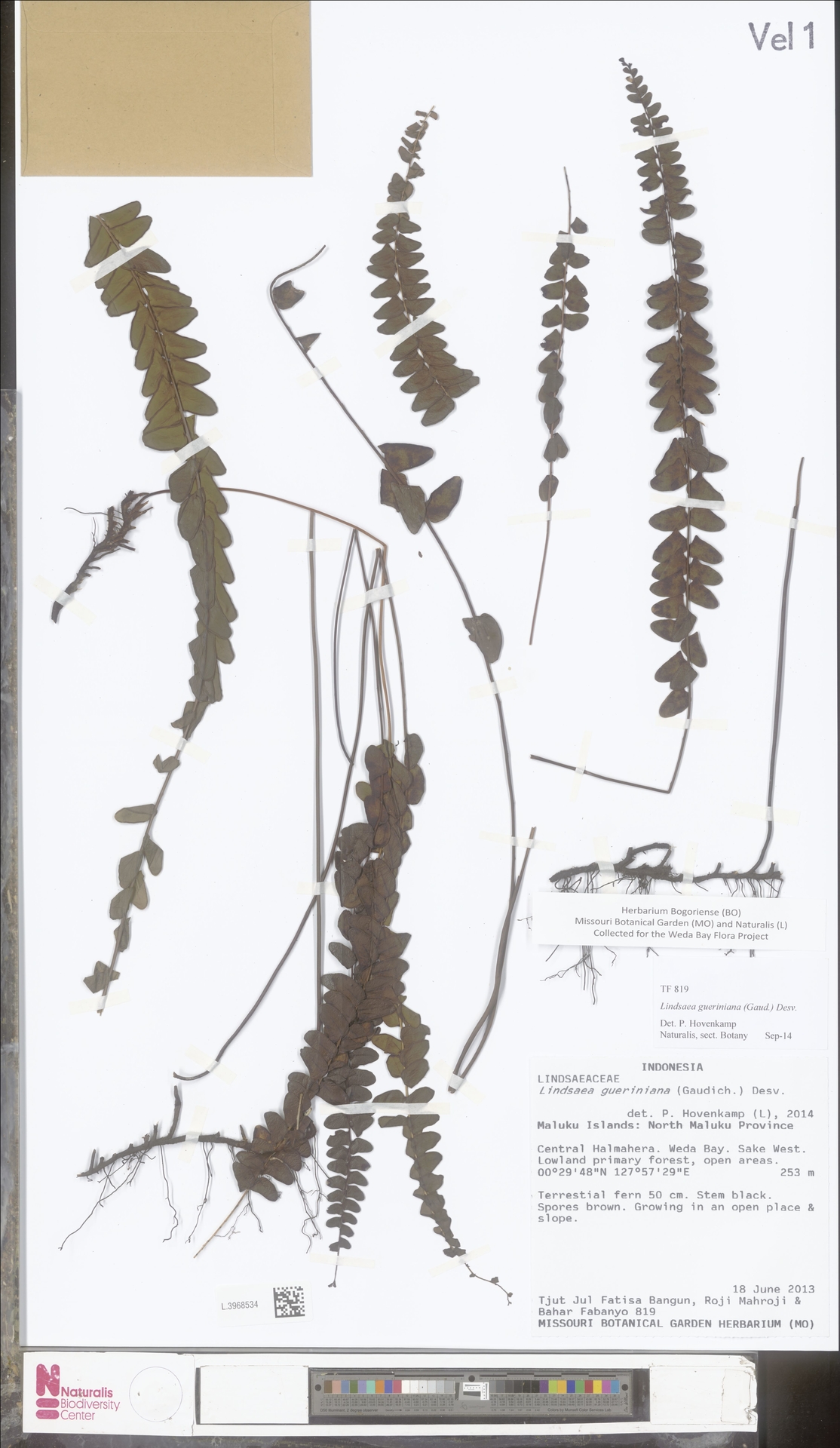 Lindsaea gueriniana image