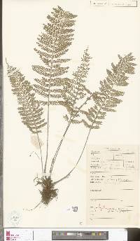 Asplenium thunbergii image