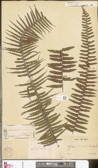 Asplenium pellucidum image