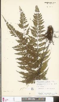 Asplenium nitidum image