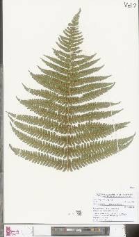 Dryopteris borreri image