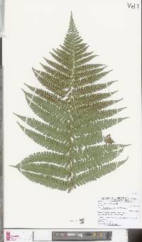 Dryopteris borreri image