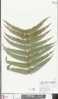 Dryopteris borreri image