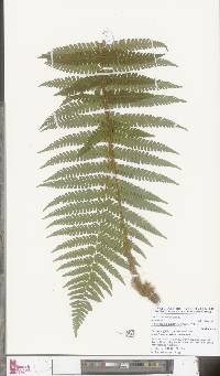 Dryopteris borreri image