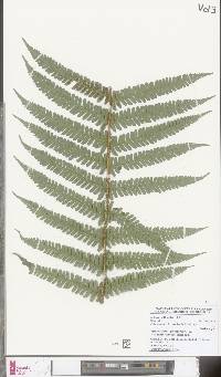 Dryopteris borreri image