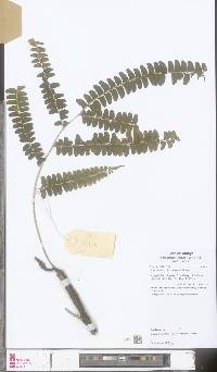 Nesolindsaea caudata image