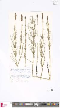 Equisetum palustre image