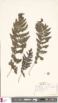 Dryopteris campyloptera image