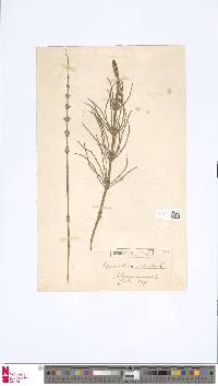 Image of Equisetum palustre
