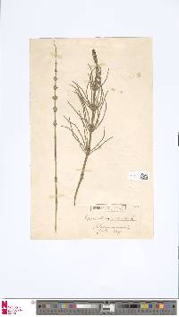 Equisetum palustre image