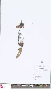 Image of Pyrrosia angustata