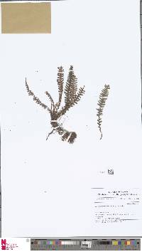 Image of Dasygrammitis brevivenosa