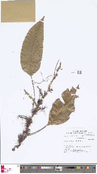 Image of Selliguea albidopaleata