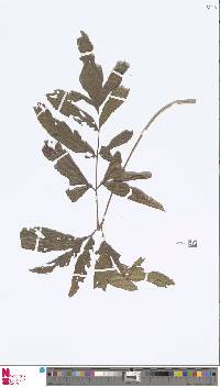 Tectaria jacobsii image